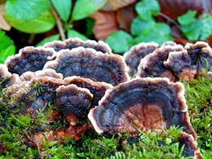 Fungi Photography In The UK